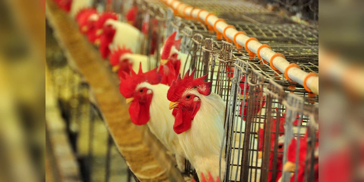 Fórum de Avicultura acontece em novembro junto com Workshop Sindiavipar