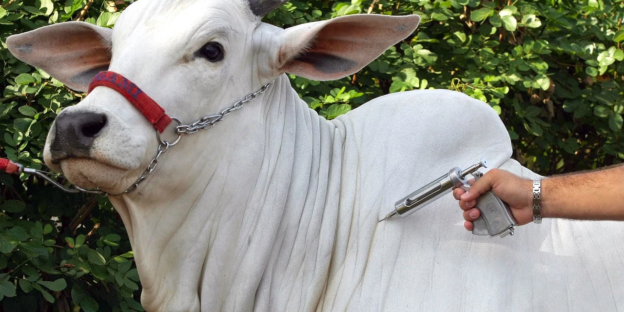 Inscrições de concurso para contratação de médicos veterinários vão até 16/10