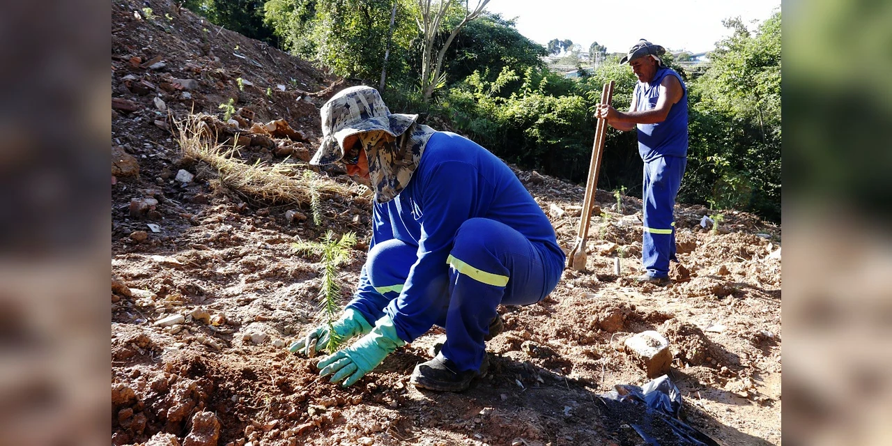 Projeto da Prolar recupera mata de araucárias em Ponta Grossa