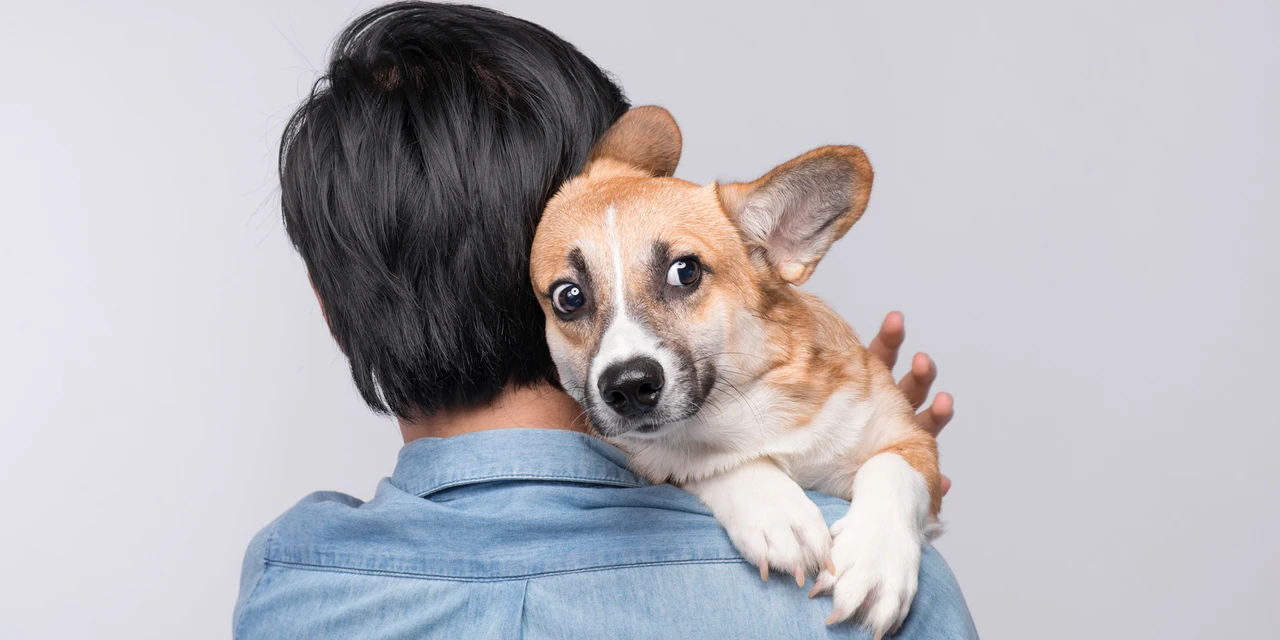 Fim de ano: pets X fogos de artifício