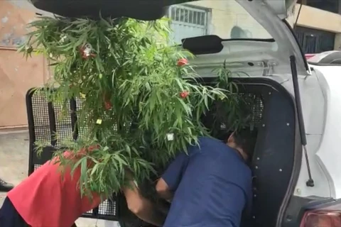 Árvore de Natal de maconha é apreendida em casa na Serra, ES
