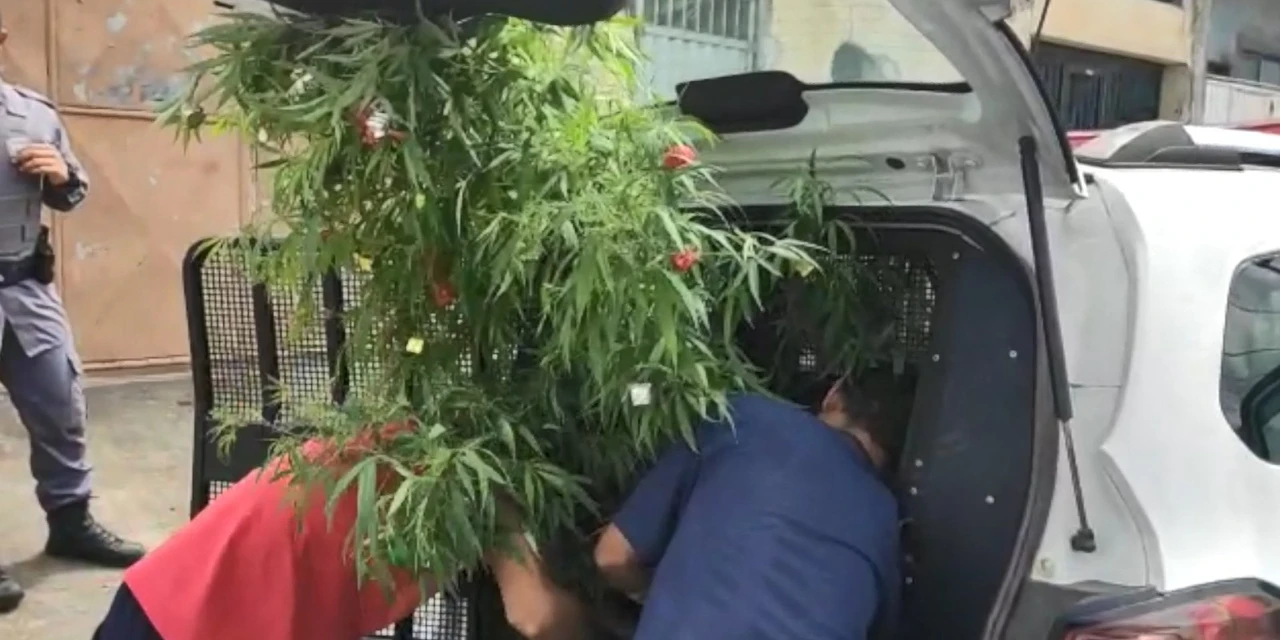 Árvore de Natal de maconha é apreendida em casa na Serra, ES