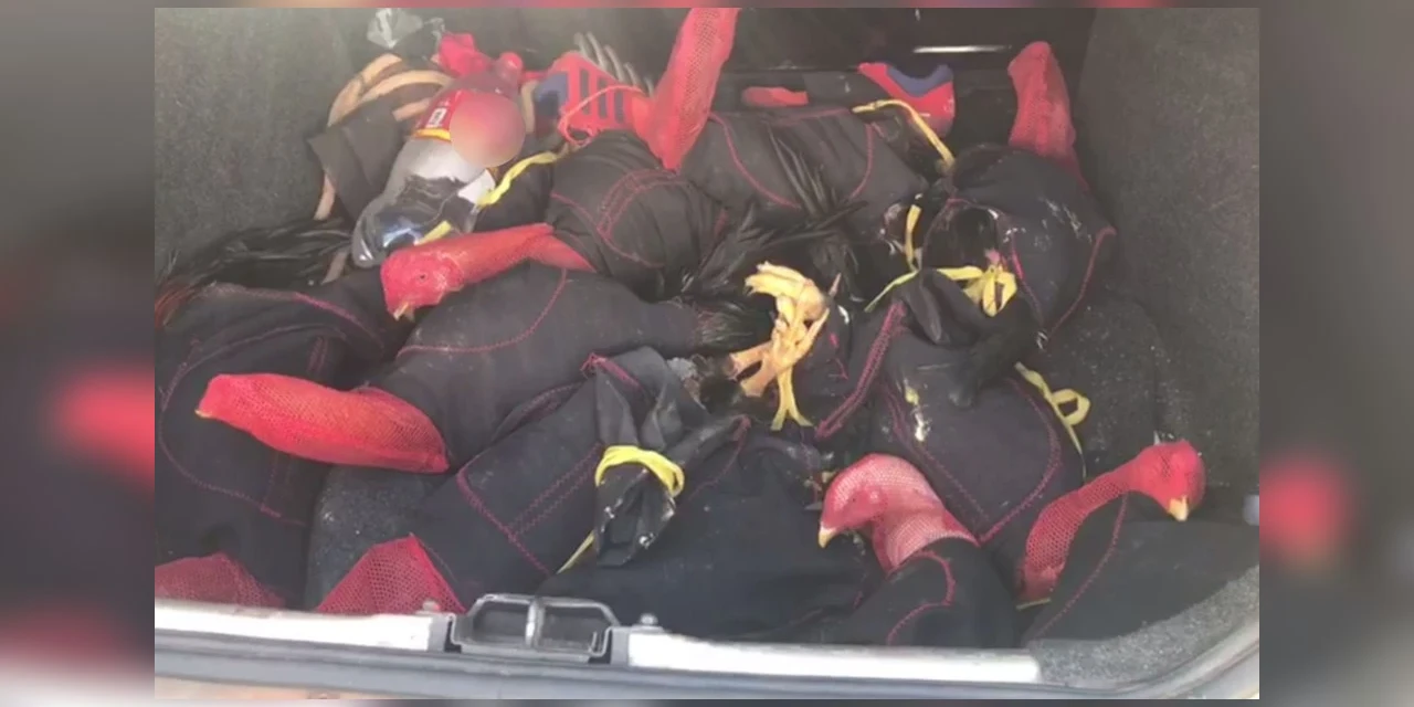 Onze galos que seriam usados em rinha são achados amarrados dentro do porta-malas de carro em Uruaçu, diz delegado