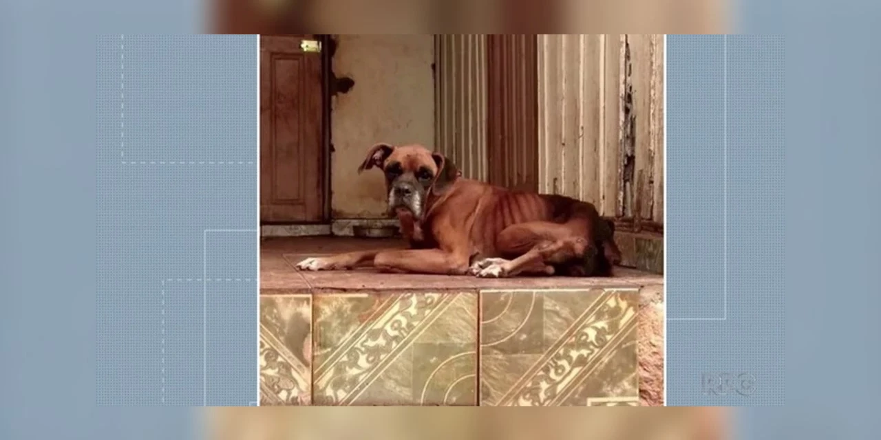 Cão é encontrado morto em residência, e mulher é multada em R$ 12,8 mil por maus-tratos no Paraná