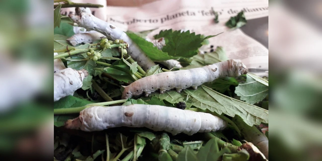 Paraná é o maior produtor de casulos de bicho-da-seda do hemisfério ocidental