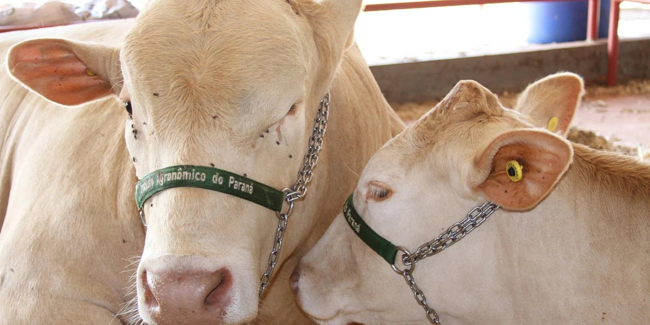 Instituto apresenta gado purunã e cultivares de alto desempenho