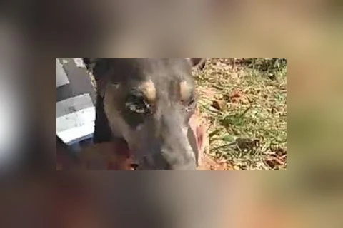 Cachorro enterrado vivo é resgatado em Santa Catarina; confira o vídeo