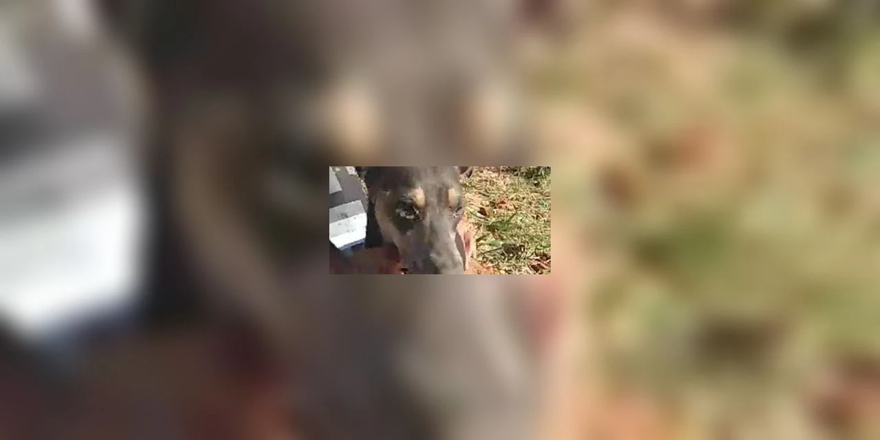 Cachorro enterrado vivo é resgatado em Santa Catarina; confira o vídeo