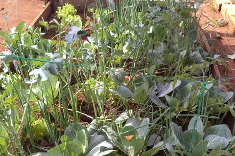 Prefeitura já entregou mais de 100 mil mudas de hortaliças em 2020 com programa 'Horta em Casa'