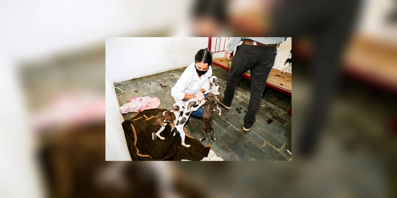 Homem é multado em R$ 28 mil por maus-tratos contra 16 cachorros em Maringá