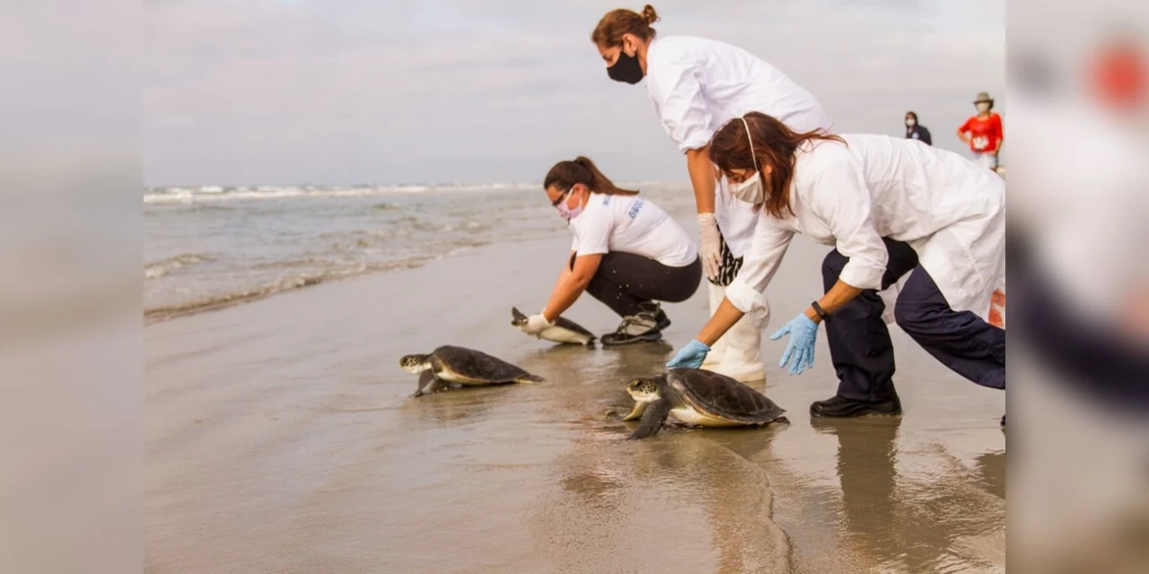 Tartarugas resgatadas debilitadas são soltas no mar após tratamento, em Pontal do Paraná; FOTOS