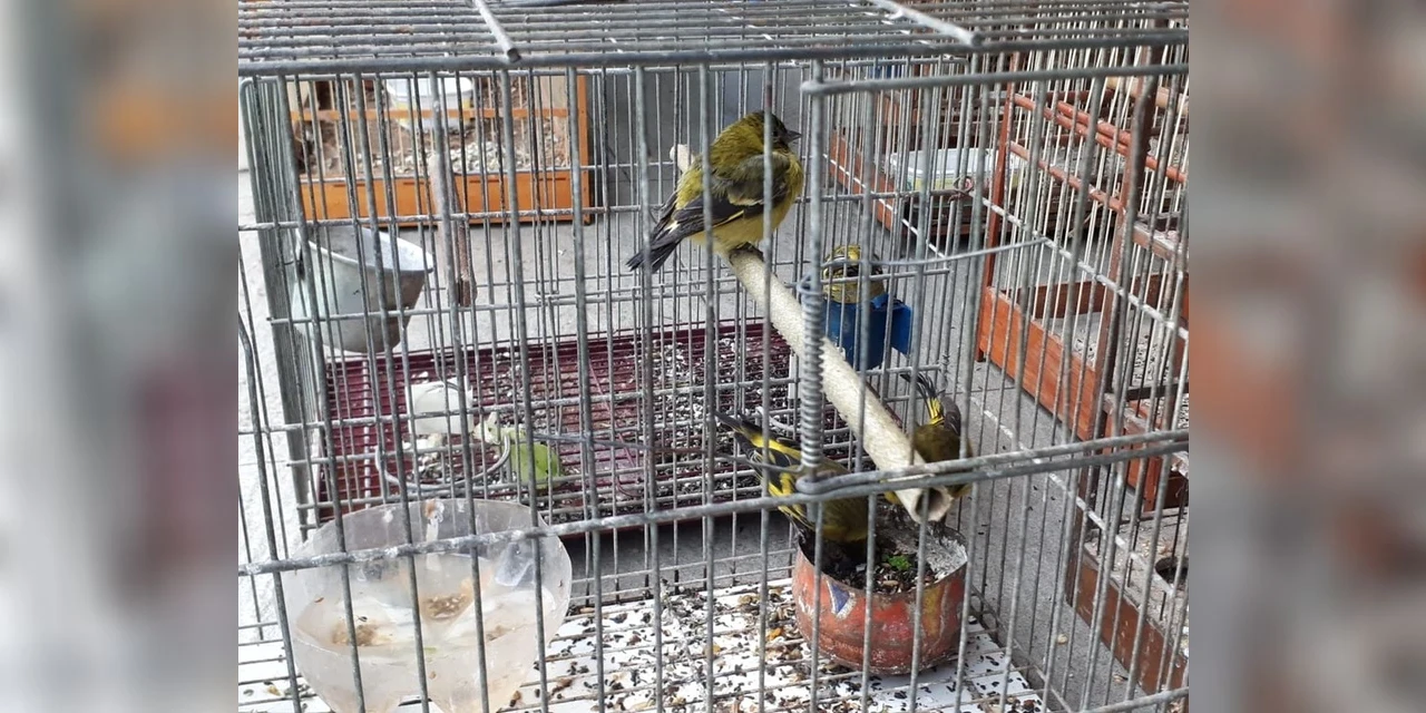 Polícia resgata mais de 370 pássaros mantidos em cativeiros irregulares em 29 cidades do Paraná