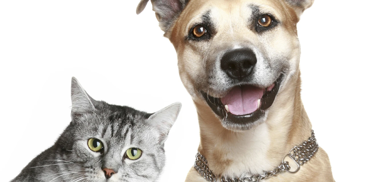 Dicas para manter seu pet sempre saudável