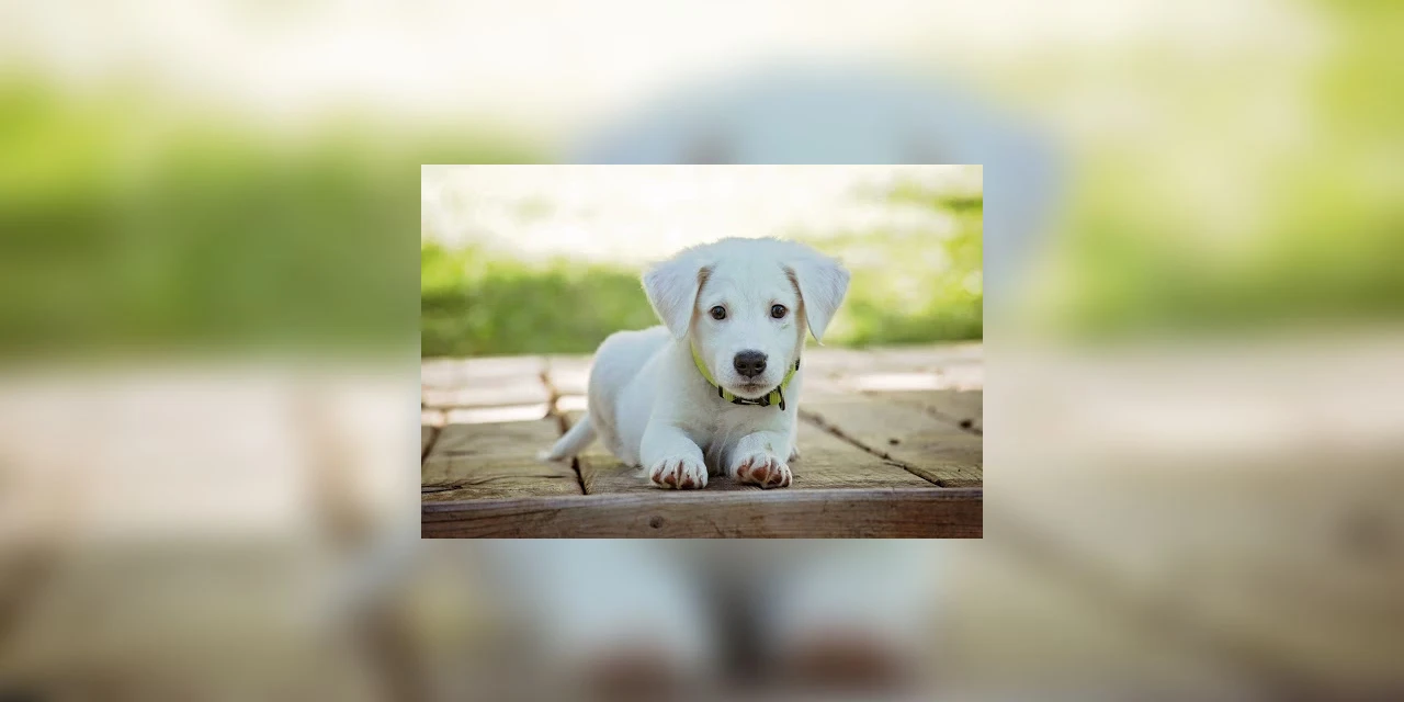 Devo castrar o meu machinho?