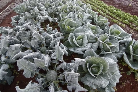 Frio intenso e geadas causam prejuízo para produtores rurais do Paraná