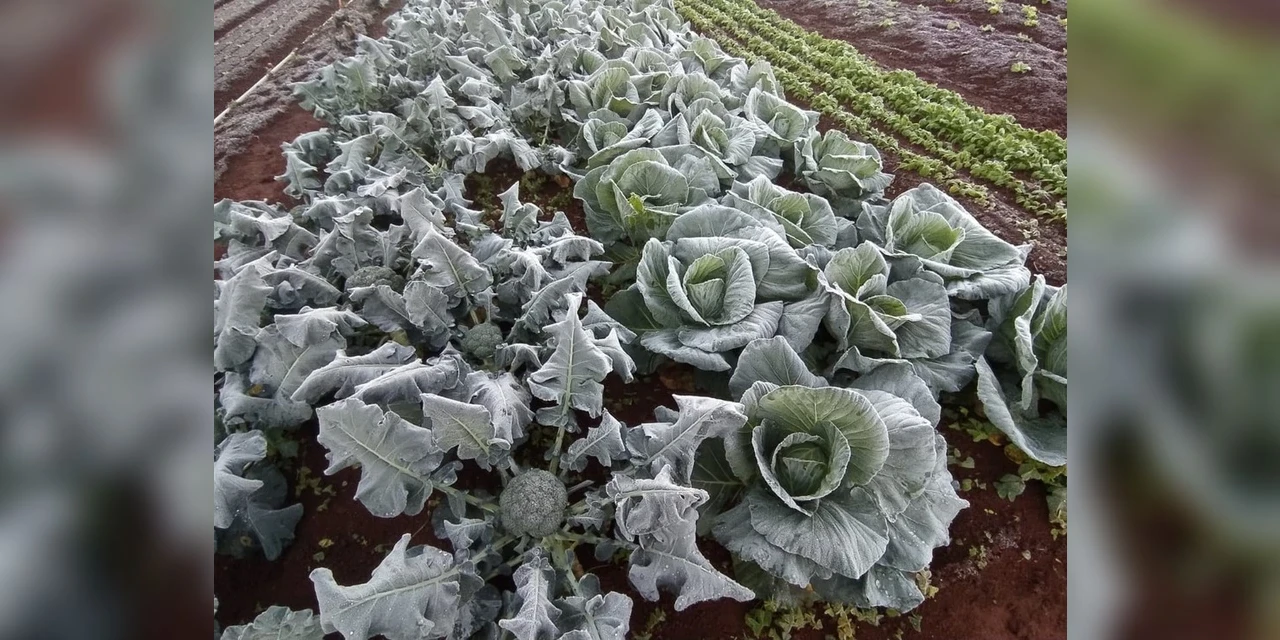 Frio intenso e geadas causam prejuízo para produtores rurais do Paraná