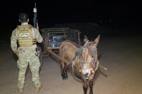 Burro é apreendido por tráfico de drogas, no Oeste do Estado