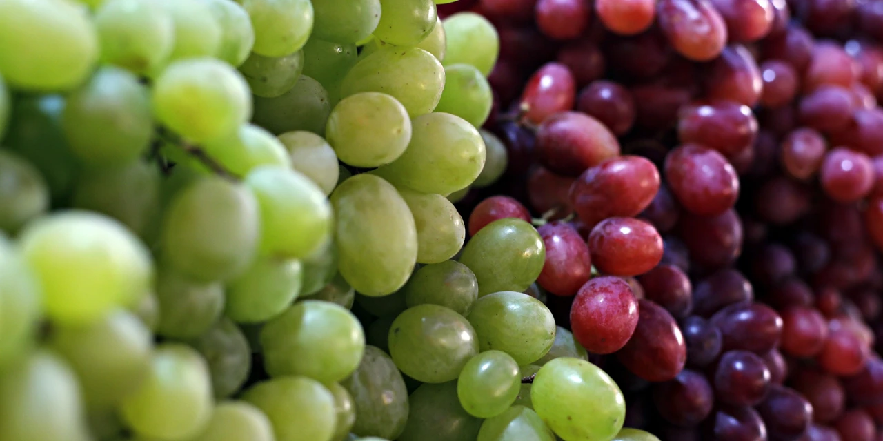 Secretaria de Agricultura entrega mais de três mil mudas de uva à viticultores de Palmeira