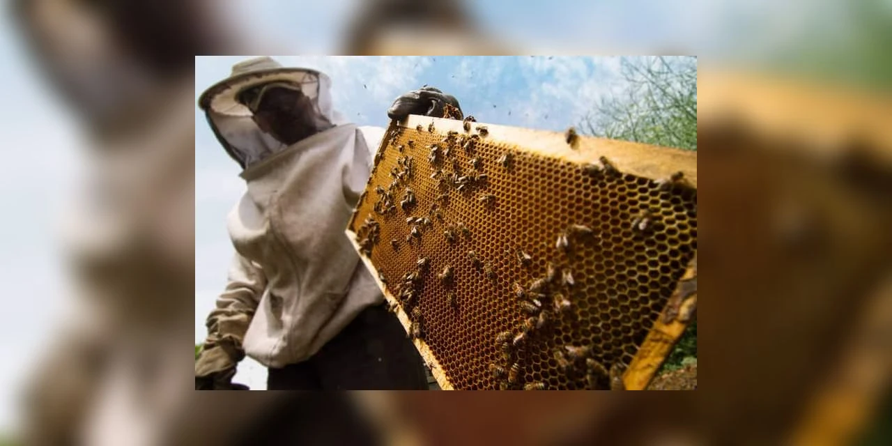 Prefeitura de Carambeí oferece curso gratuito de apicultura básica para produtores rurais