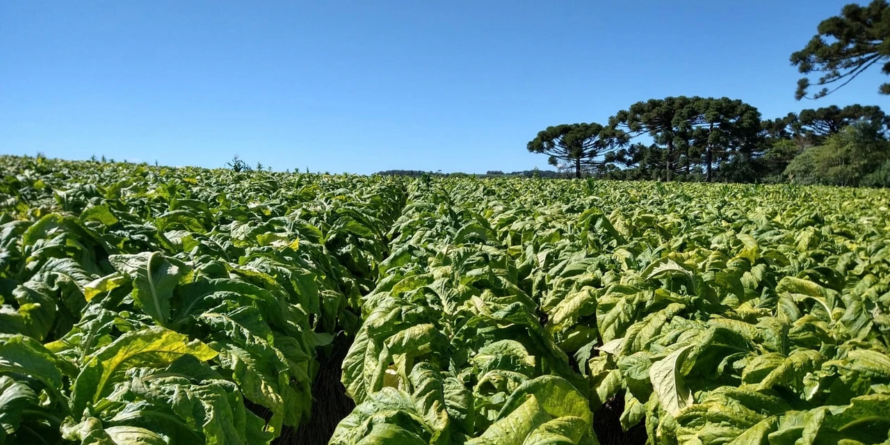 Tabaco gera receita superior a R$ 93 milhões em Palmeira na safra 2020/2021