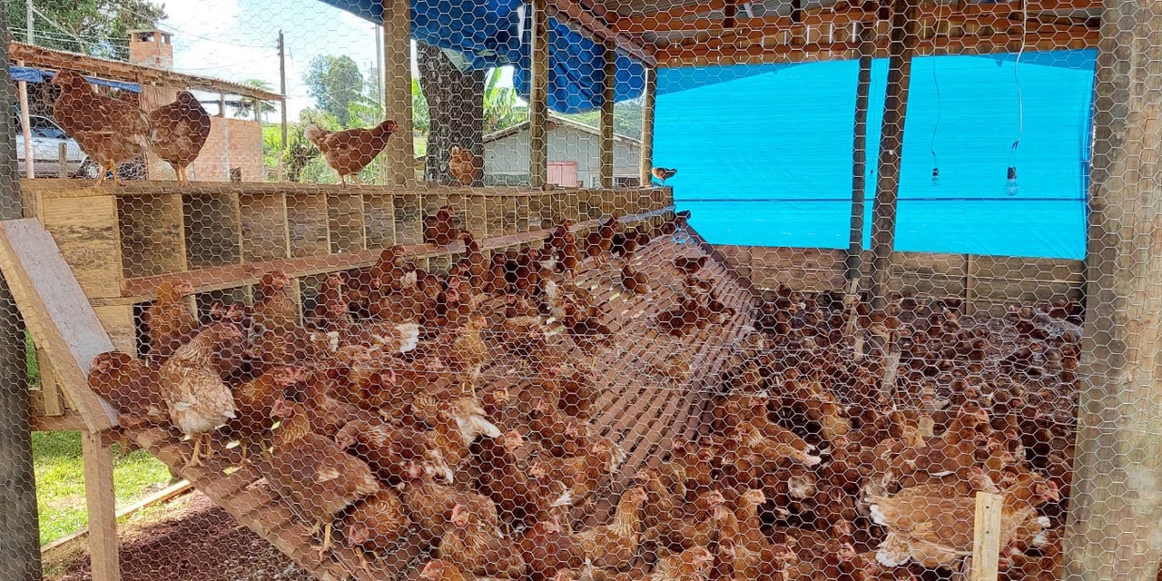 Ovo caipira agroecológico se torna alternativa de produção e diversificação de renda