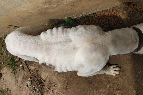 Casos de maus-tratos a animais aumentam 77% em Ponta Grossa em 2021, aponta levantamento