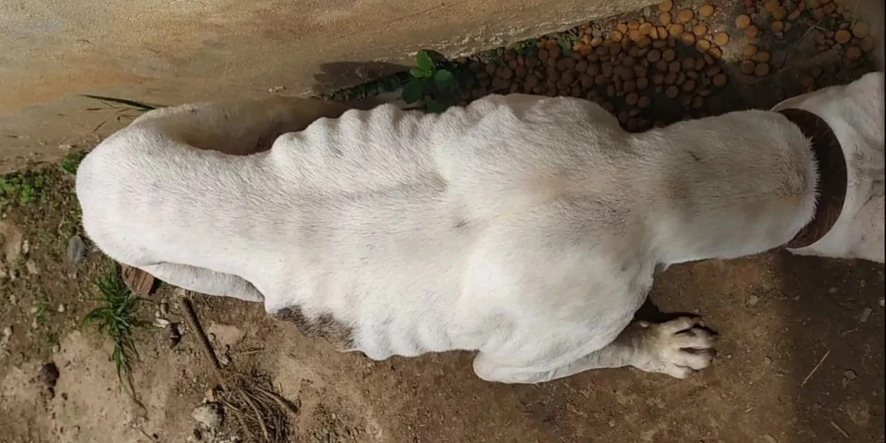 Casos de maus-tratos a animais aumentam 77% em Ponta Grossa em 2021, aponta levantamento