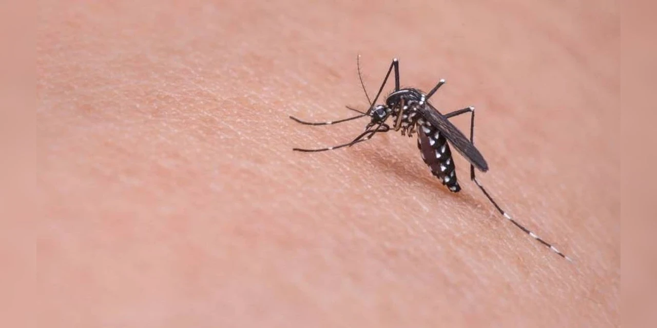 Secretaria Municipal de Saúde registra casos de dengue em Telêmaco Borba