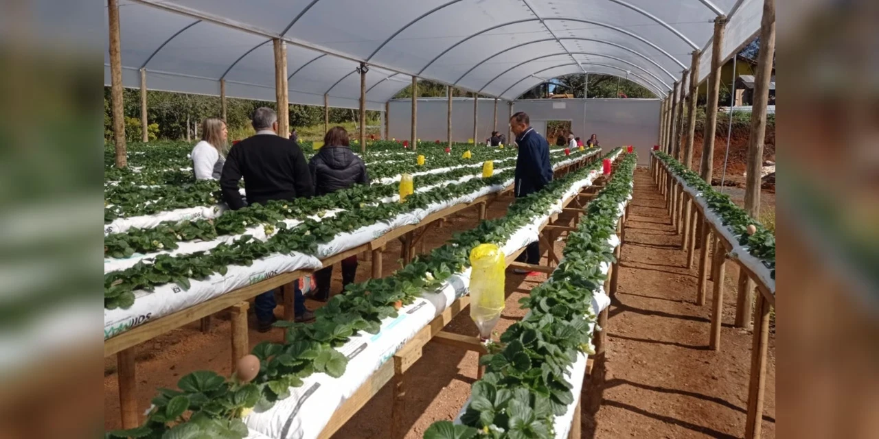 Prefeitura, em parceria com o Senar, promove curso de Cultivo de Morangueiro em Substrato