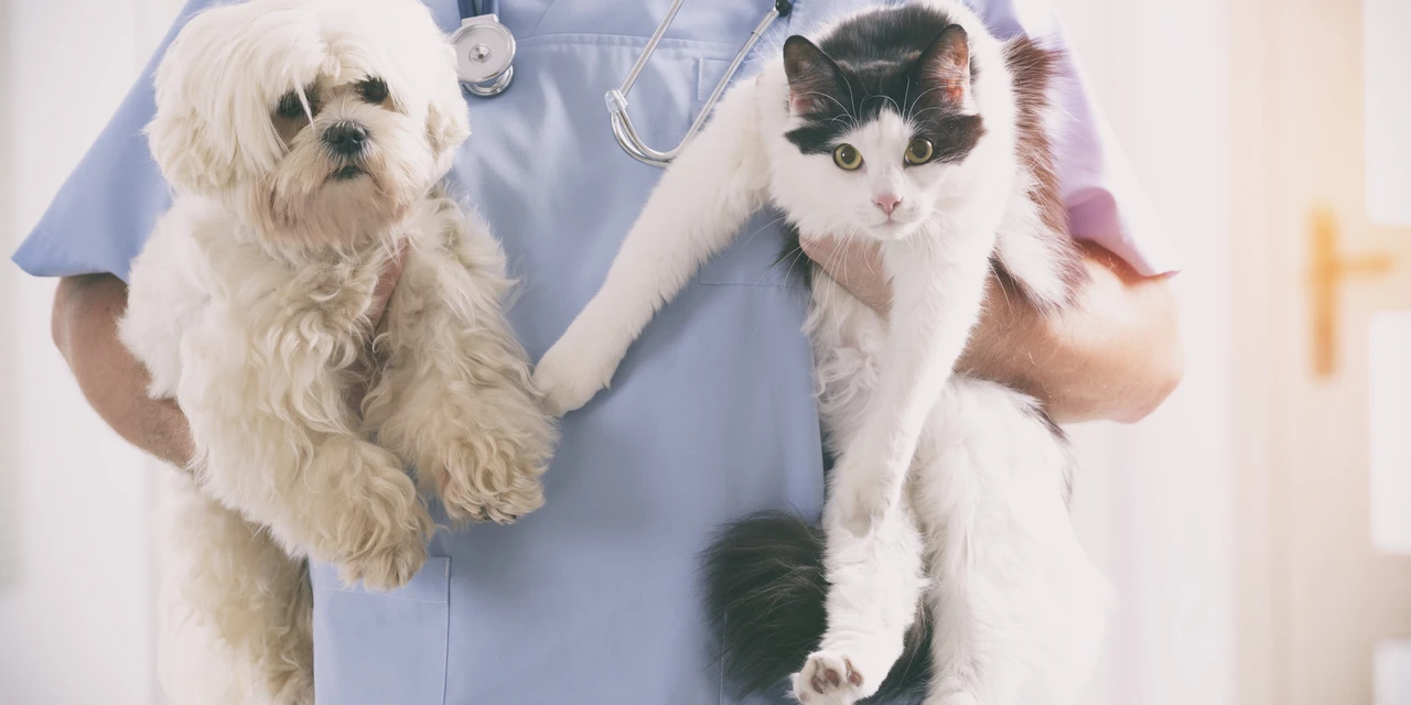 Programa municipal de castração atendeu 339 animais em seu primeiro ano