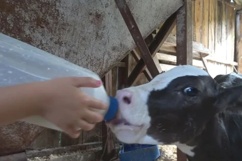 Seis novilhas gêmeas nascem em propriedade de produção de leite no Paraná: 'bênção'