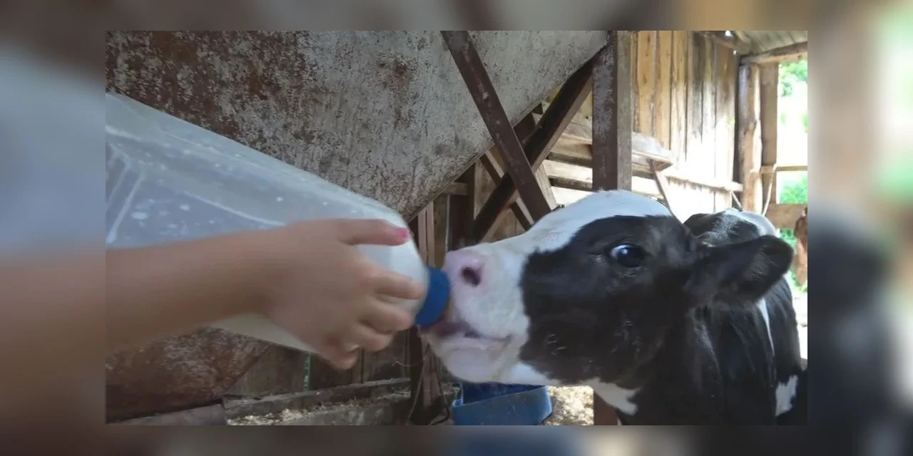 Seis novilhas gêmeas nascem em propriedade de produção de leite no Paraná: 'bênção'