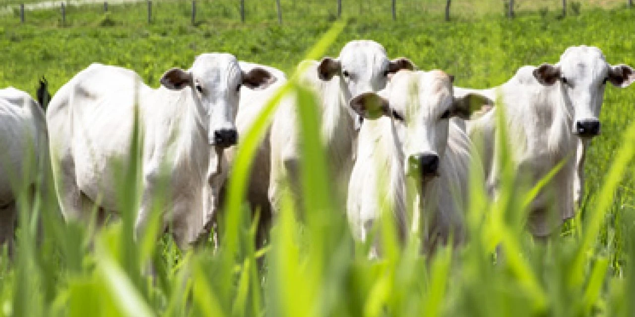 Agricultura de São Mateus do Sul disponibiliza programa para melhoramento genético de bovinos