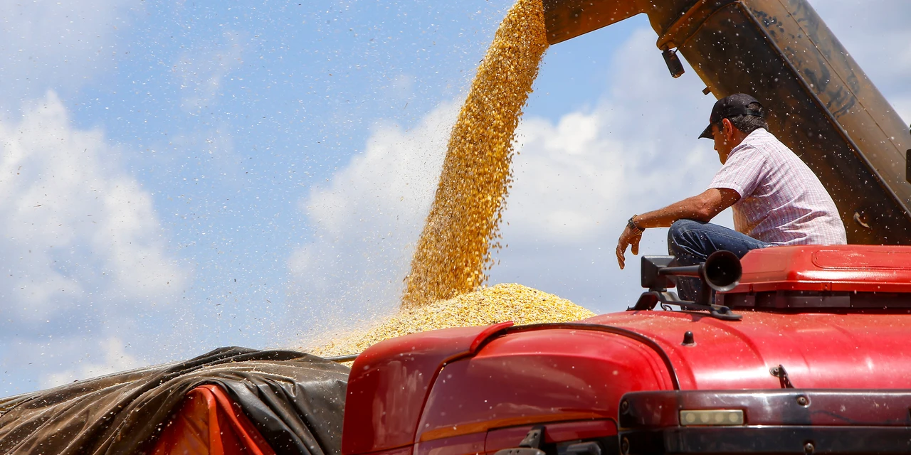 Com colheita no fim, produtor de milho paranaense recebe 12% a mais que em agosto de 2023