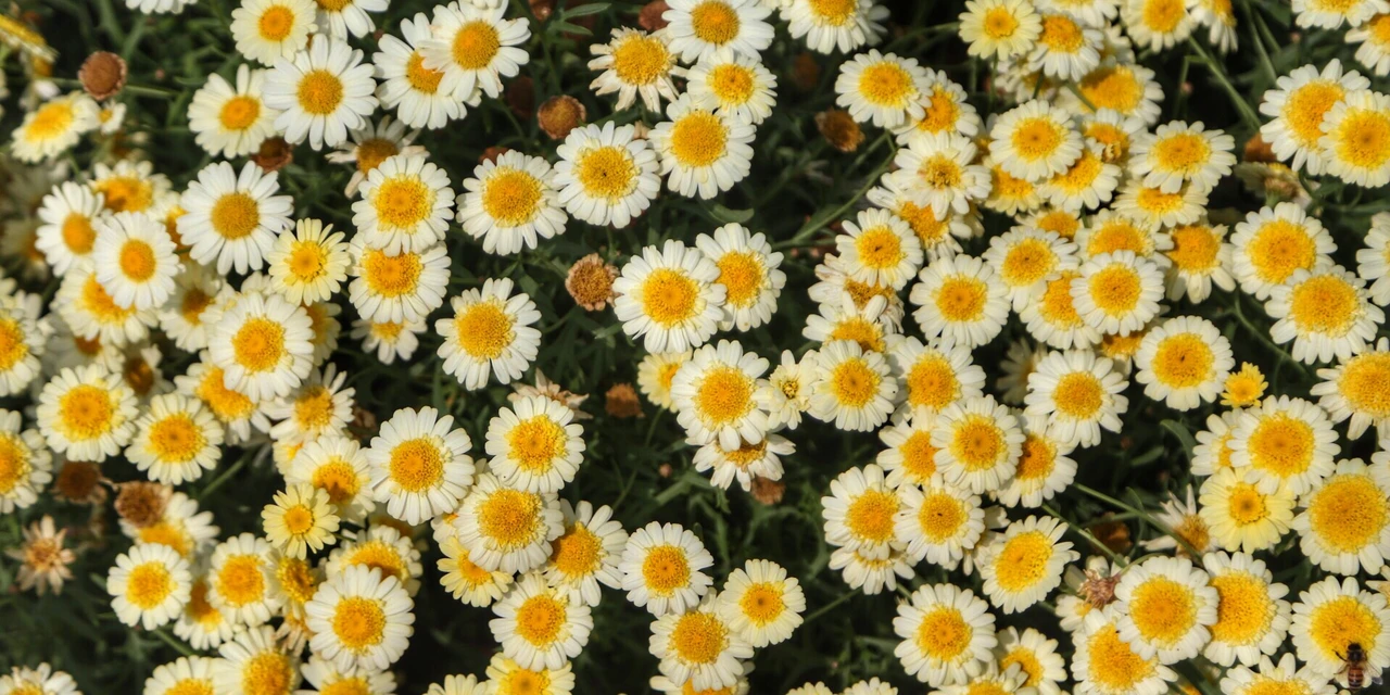 Símbolo da primavera, floricultura teve crescimento de 15,2% no Paraná