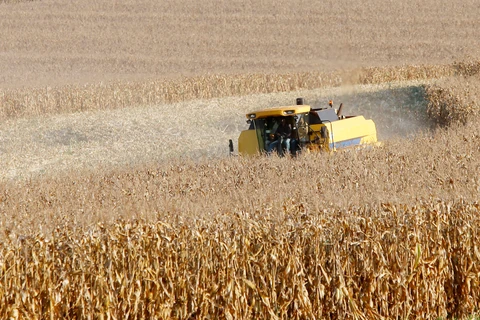 Produtores de milho do Paraná têm melhor remuneração em outubro, aponta boletim do Deral