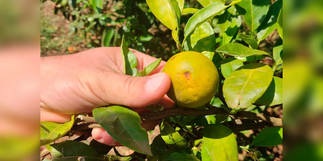 Na luta contra o greening, Paraná erradicou mais de 200 mil plantas no Noroeste