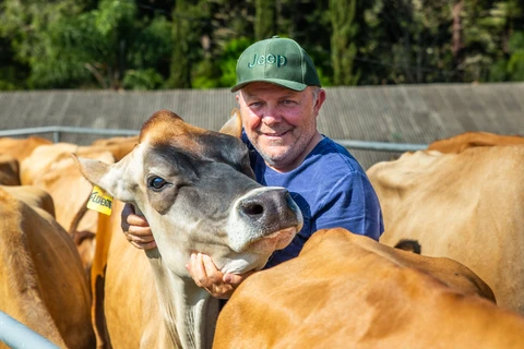 JERSEY - Propriedade paranaense é referência no país por modelo produtivo inovador