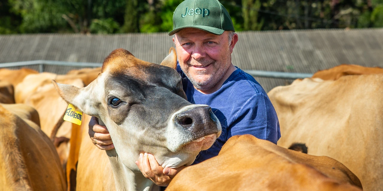 JERSEY - Propriedade paranaense é referência no país por modelo produtivo inovador