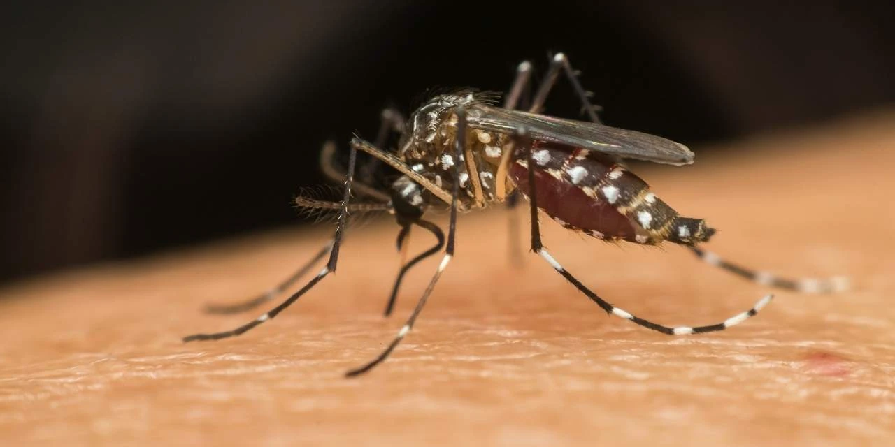 Secretaria da Saúde confirma mais de 1,1 mil novos casos de dengue no PR