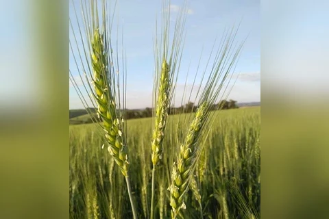51ª Expoleite inaugura área demonstrativa com cultivares de inverno e maquinários agrícolas