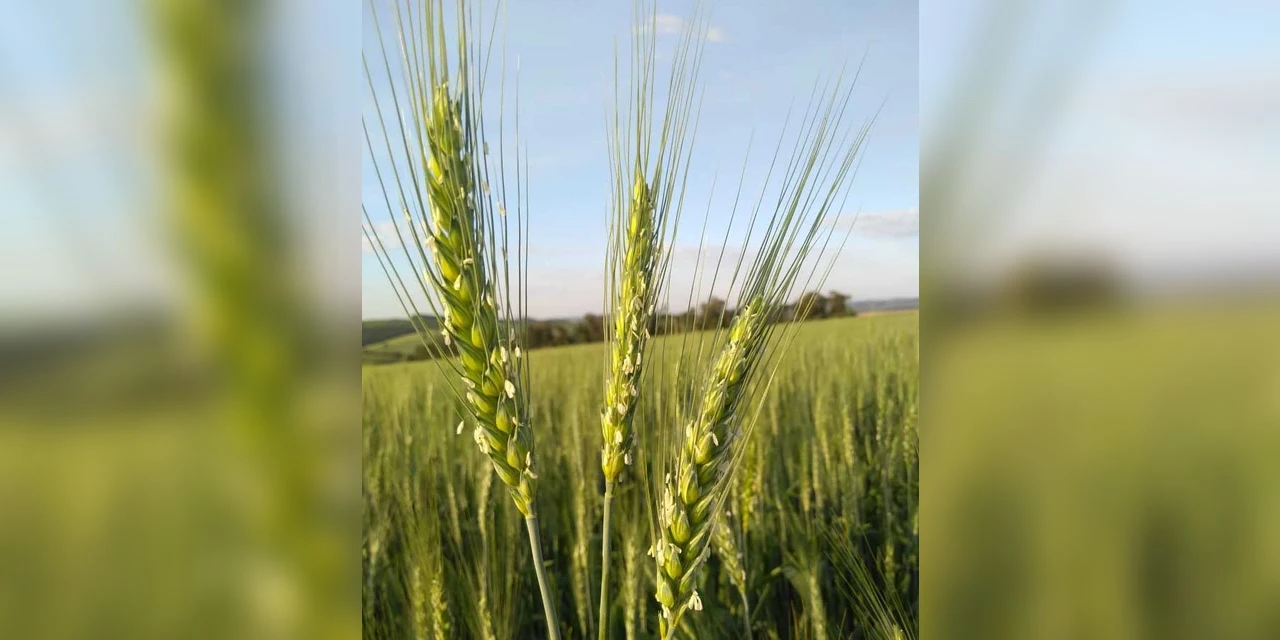 51ª Expoleite inaugura área demonstrativa com cultivares de inverno e maquinários agrícolas