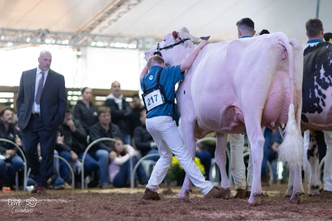 Julgamento da Raça Holandesa reúne quase 300 animais na Expoleite; juíza canadense define os campeões