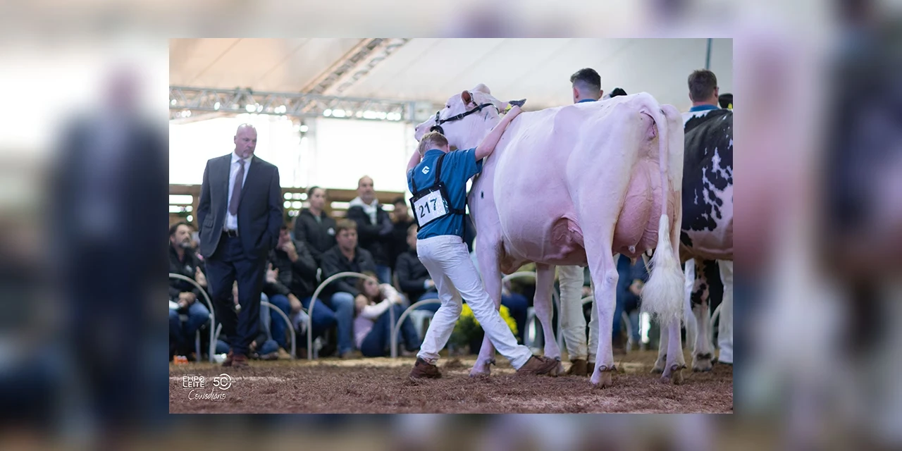 Julgamento da Raça Holandesa reúne quase 300 animais na Expoleite; juíza canadense define os campeões