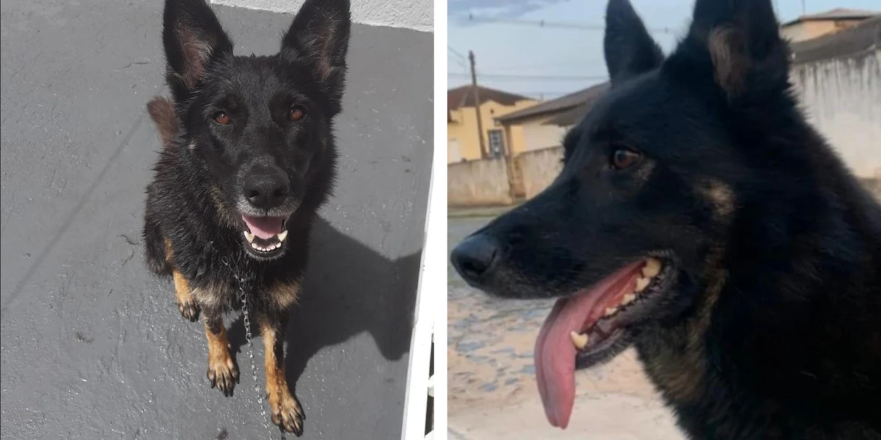 Tutores procuram por cachorra desaparecida em Piraí do Sul