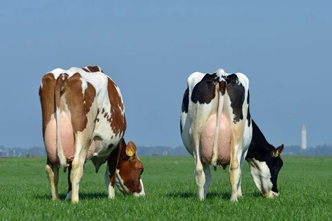 Vetoquinol leva Projeto Leite Ouro e portfólio inovador de saúde animal à 51ª Expoleite, em Arapoti (PR)