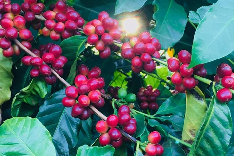 Capal: colheita do café chega a 85% com boa produtividade média, apesar dos desafios climáticos