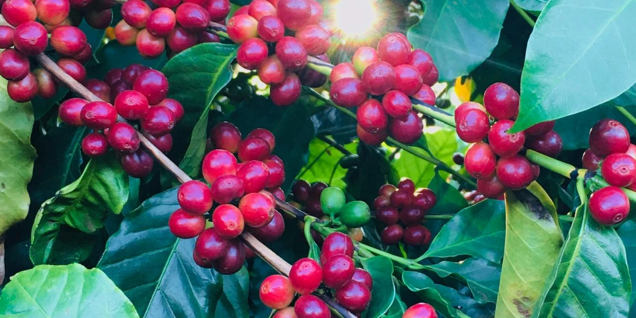 Capal: colheita do café chega a 85% com boa produtividade média, apesar dos desafios climáticos