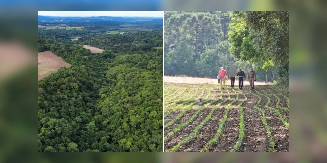 Mulher desaparecida há sete meses é encontrada a 1,1 mil km de casa, em área de mata no Paraná