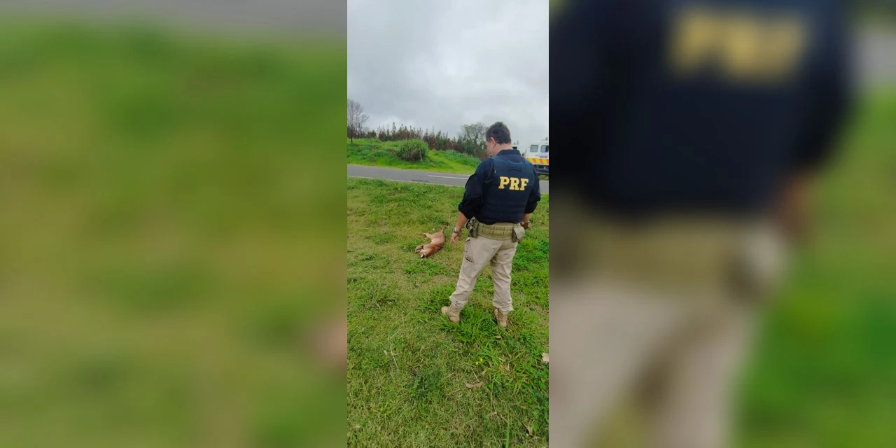 Atendimento à onça atropelada na BR-376 mobiliza equipes de socorro